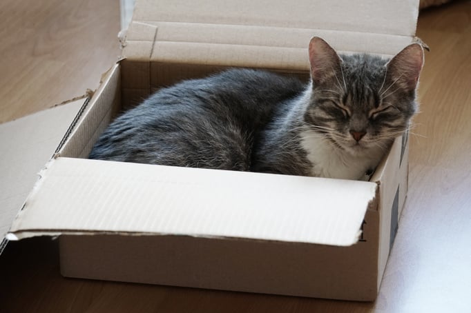high-angle-shot-cute-kitten-sleeping-carton-wooden-surface